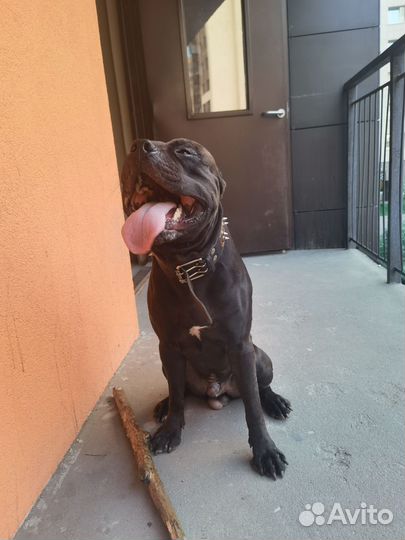 Питбультерьер вязка