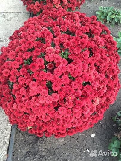 Хризантемы мультифлора шаровидная