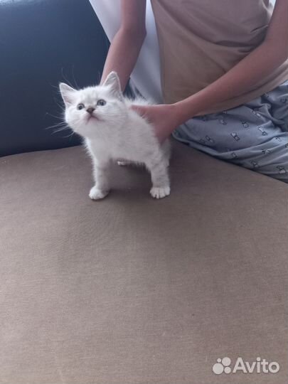 Персидские котята