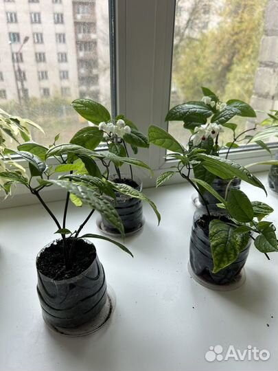 Клеродендрум