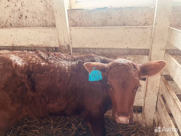 Телята телки бычки бесплатная доставка до двора