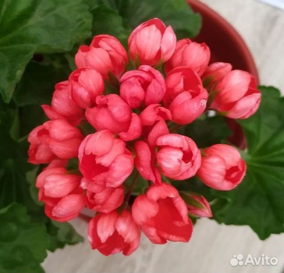 Пеларгония тюльпановидная