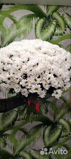 Хризантема кустовая