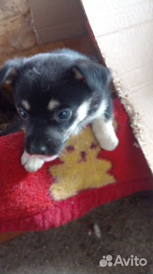 Отдам в добрые руки