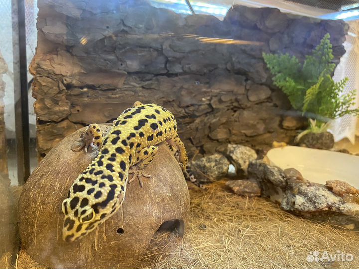 Геккон эублефар