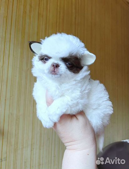 Щенки чихуахуа девочки длинношерстные