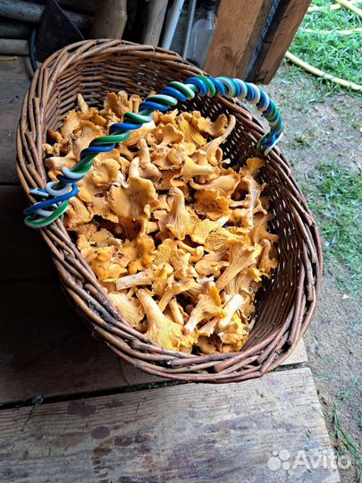 Грибы лисички