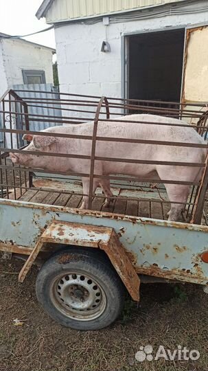 Хряк ландрас вязка