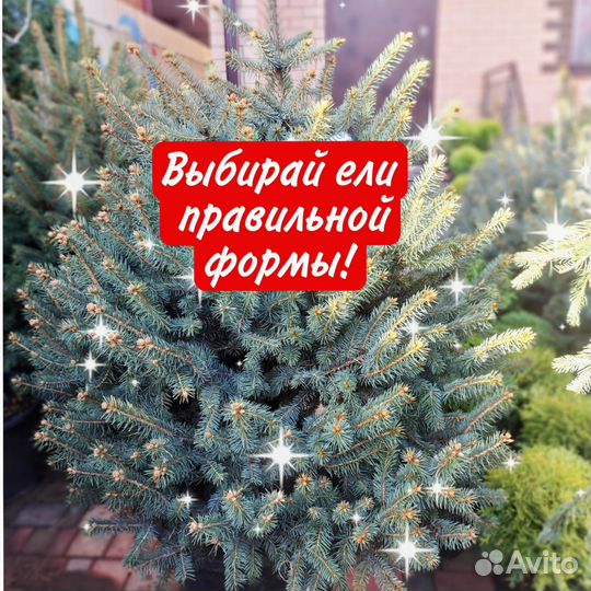 Туи ели сосны