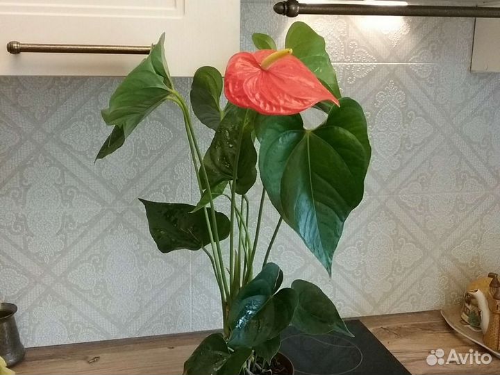 Антуриумы сортовые