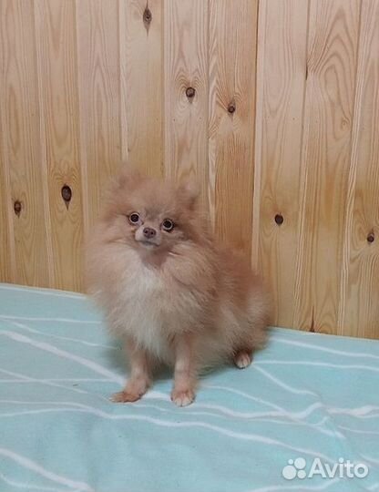 Шпиц мальчик