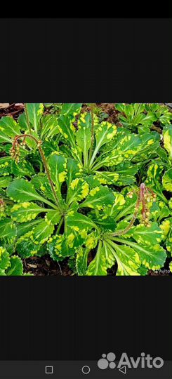 Каменоломка