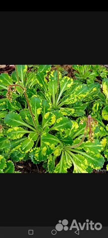 Каменоломка