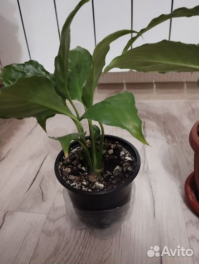 Антуриум и спатифиллум