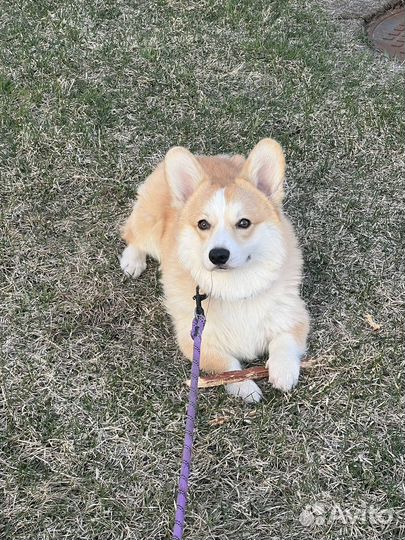 Мальчишка Корги