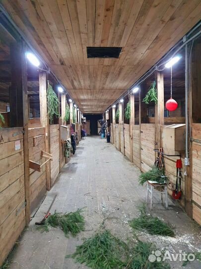 Постой лошадей в спб