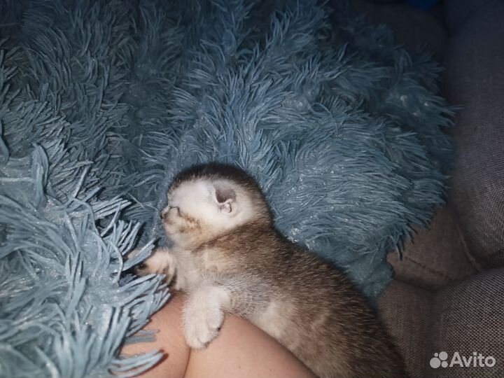 Котята шотландцы