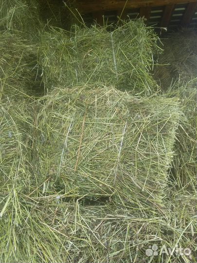 Сено в тюках 20-25 кг