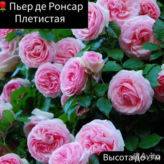 Роза плетистая Пьер де Ронсар