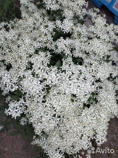 Клематис белый