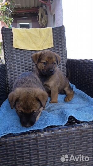 Щенки помесь лабрадора