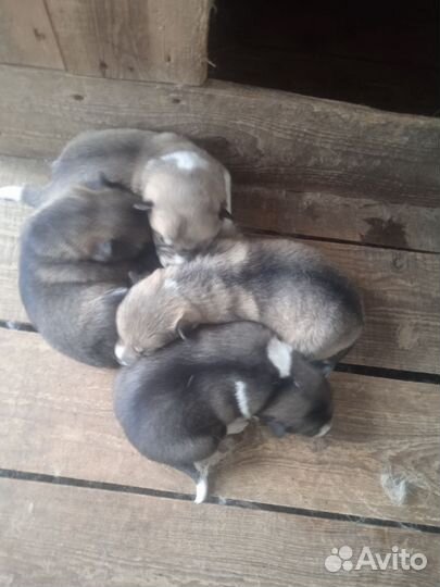 Продаются щенки западно- сибирской лайки