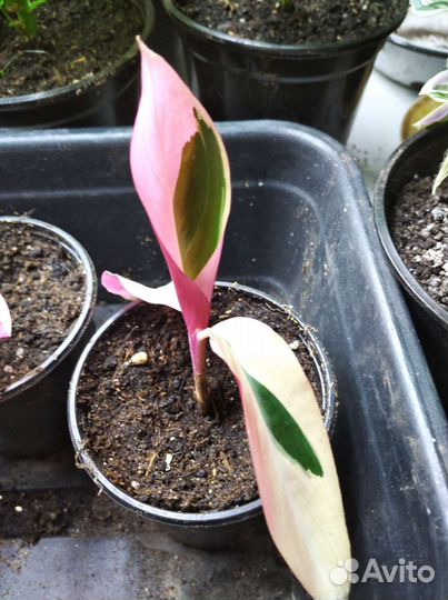 Строманта триколор