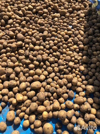 Картофель отборный