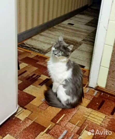 Будет пушистая Флаффи ручная кошечка из коммуналки