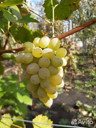 Черенки винограда столовых и винных сортов