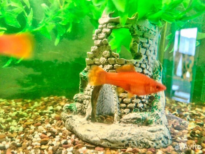 Аквариум с рыбками