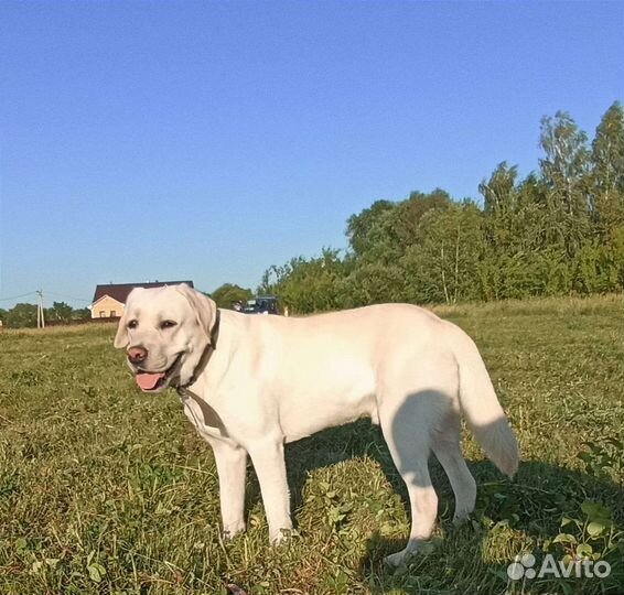Лабрадор для вязки