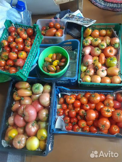 Продам помидоры