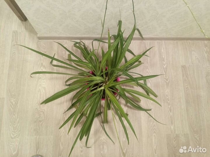 Домашние цветы Хлорофитум бесплатно