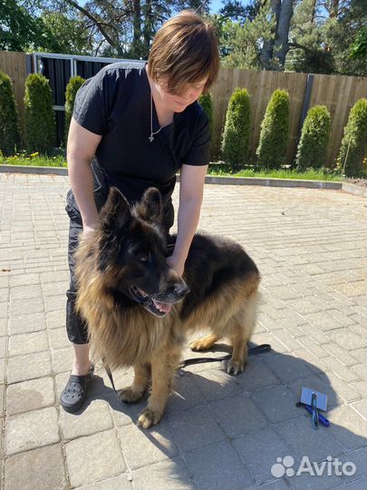 Экспресс-линька собак, корги, сиба, джеки, метисы