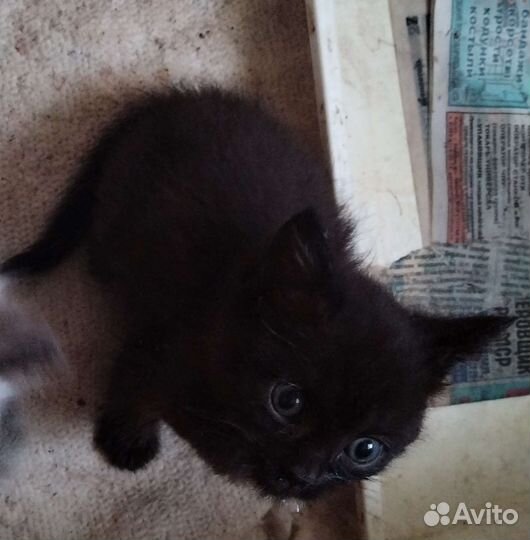 Отдадим котёнка