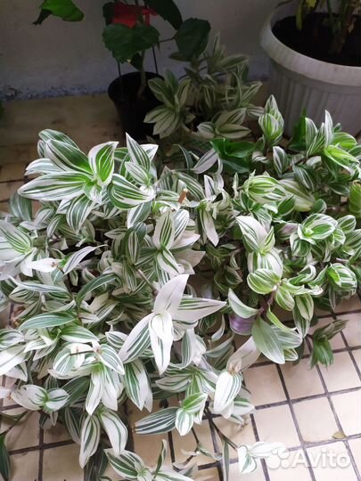 Белая традесканция