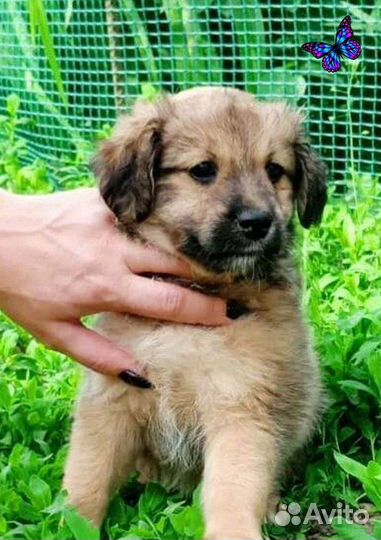 Щенки в добрые руки