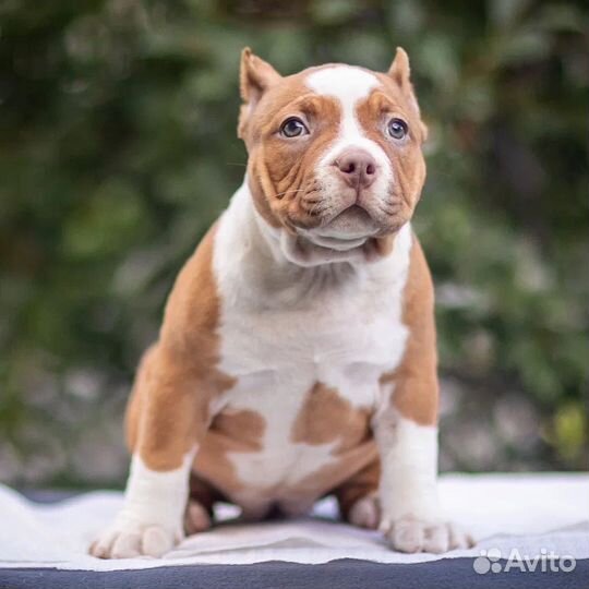 Американский булли покет