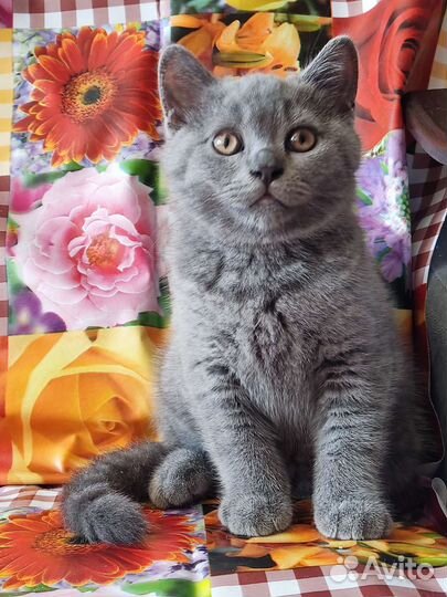 Великолепные бриташки