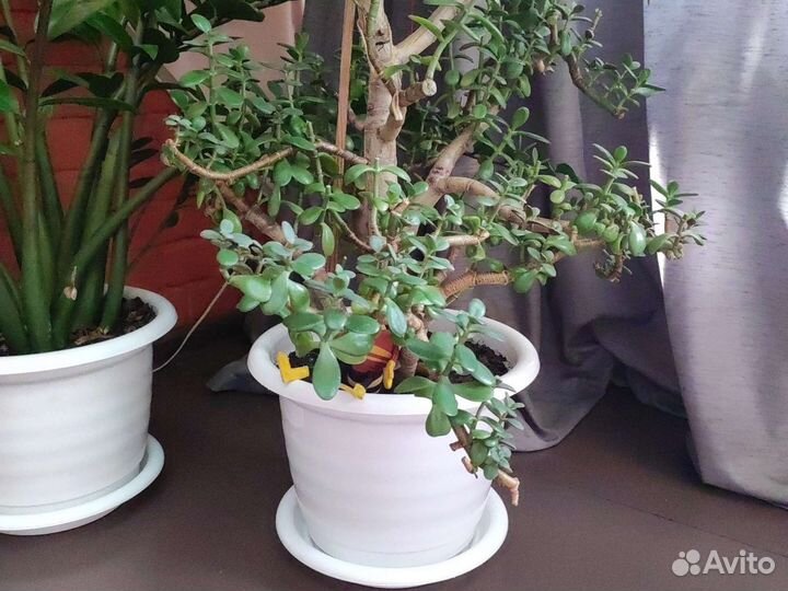 Толстянка, денежное дерево и др.ком.растения