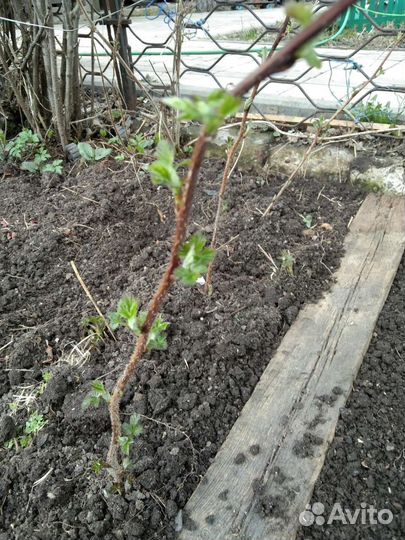 Саженцы малины