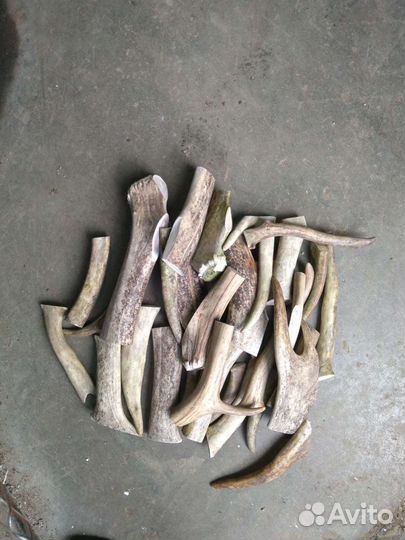 Рога Оленя, лакомство для собак