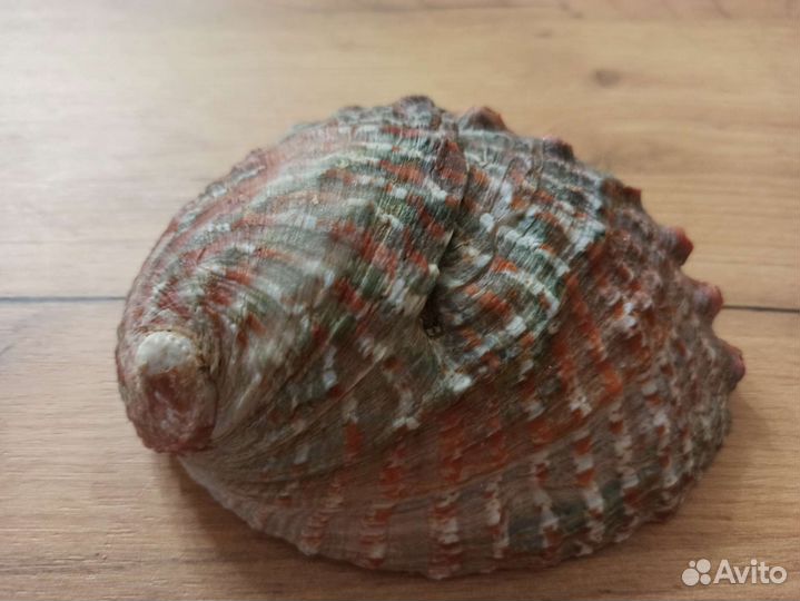 Морская раковина