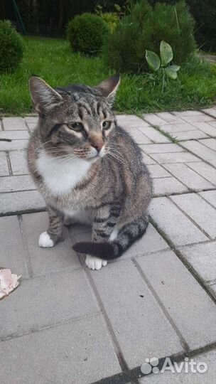 Кошки в добрые руки бесплатно