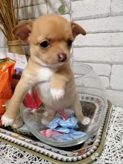 Щенки чихуахуа