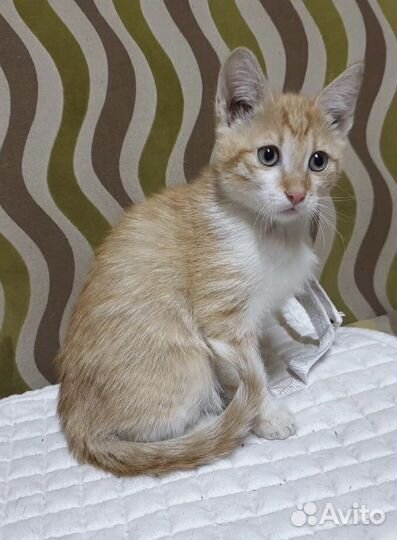 Котята ищут хозяев. Отдадим в хорошие руки