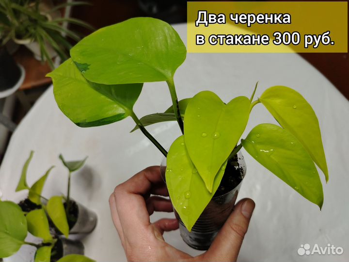 Эпипремнум Неон