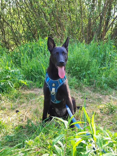 Молодая собачка