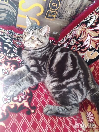 Кошки в добрые руки